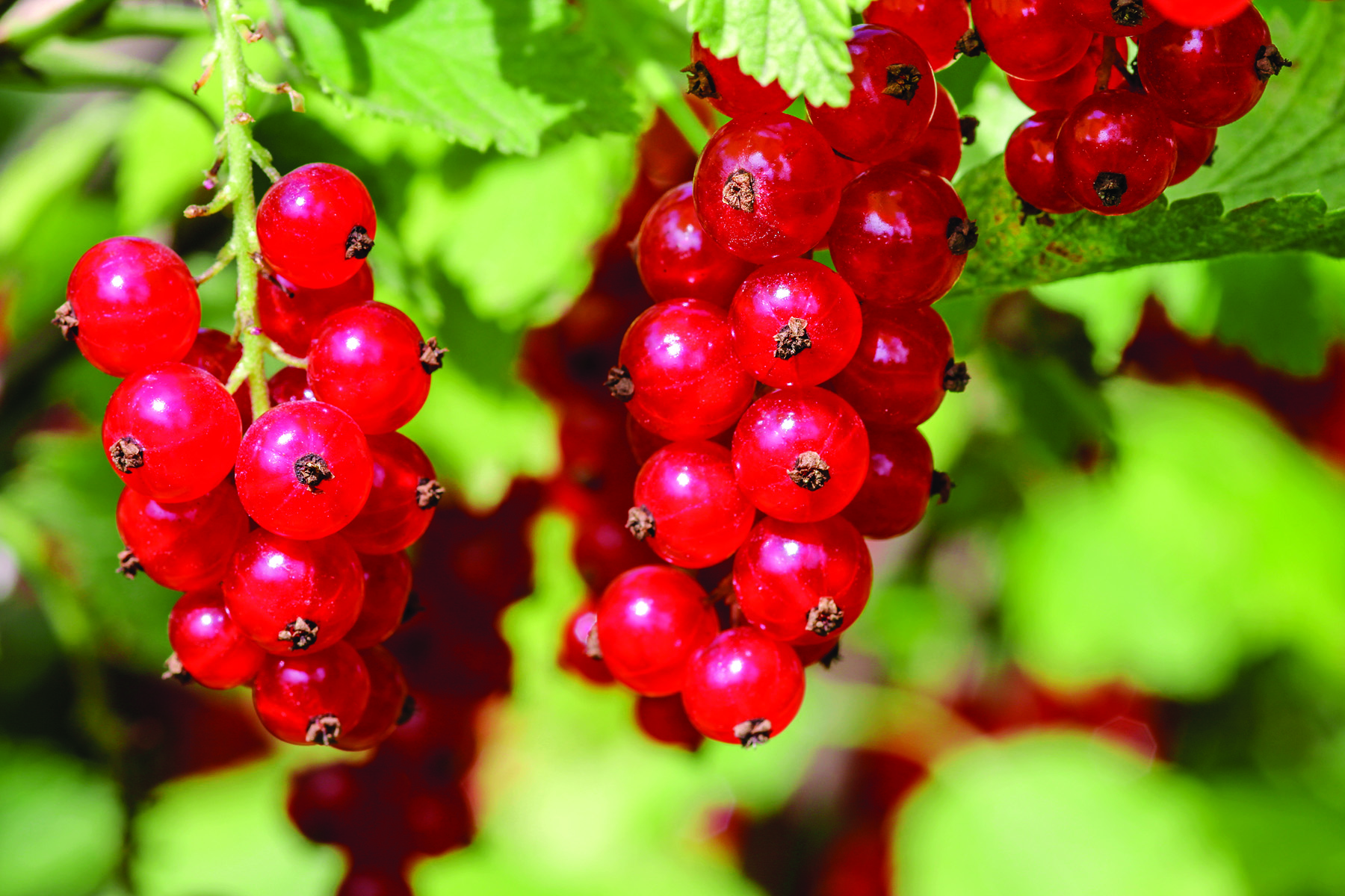 Eva Blouch’s Currant Wine - Grit